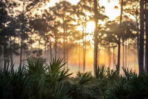 Acreage views in Loxahatchee Florida